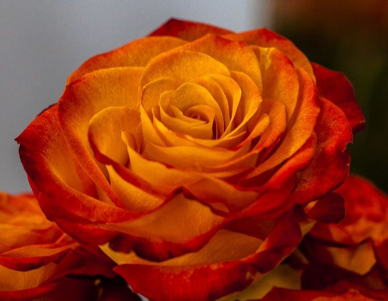 Orange Rose With Red Edges | Dark Red Roses, Rose Buds, Orange Roses